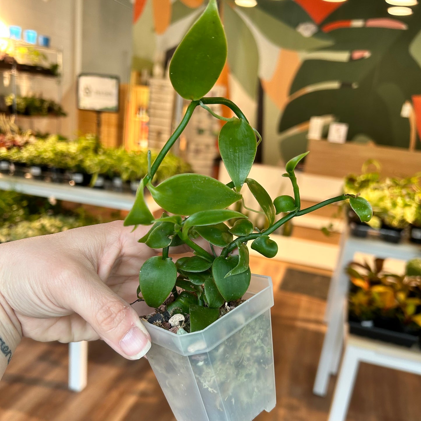 Vanilla Orchid (Vanilla planifolia)