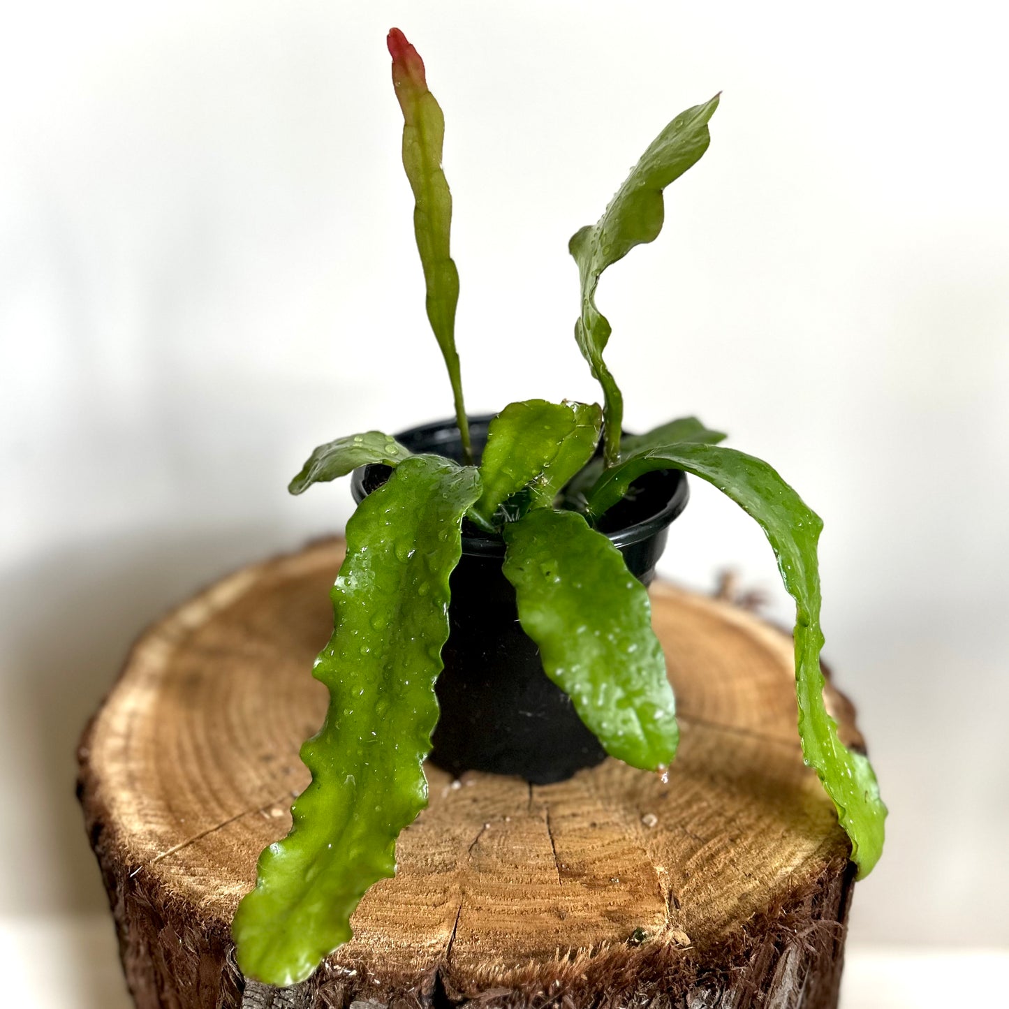 Epiphyllum Oxypetalum