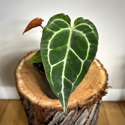 Anthurium Crystallinum