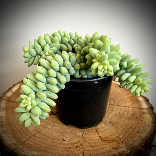 Burro's Tail (Sedum Morganianum)