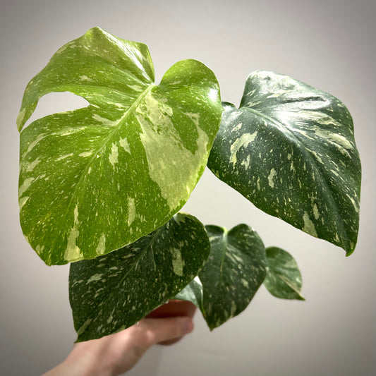 Monstera Thai Constellation