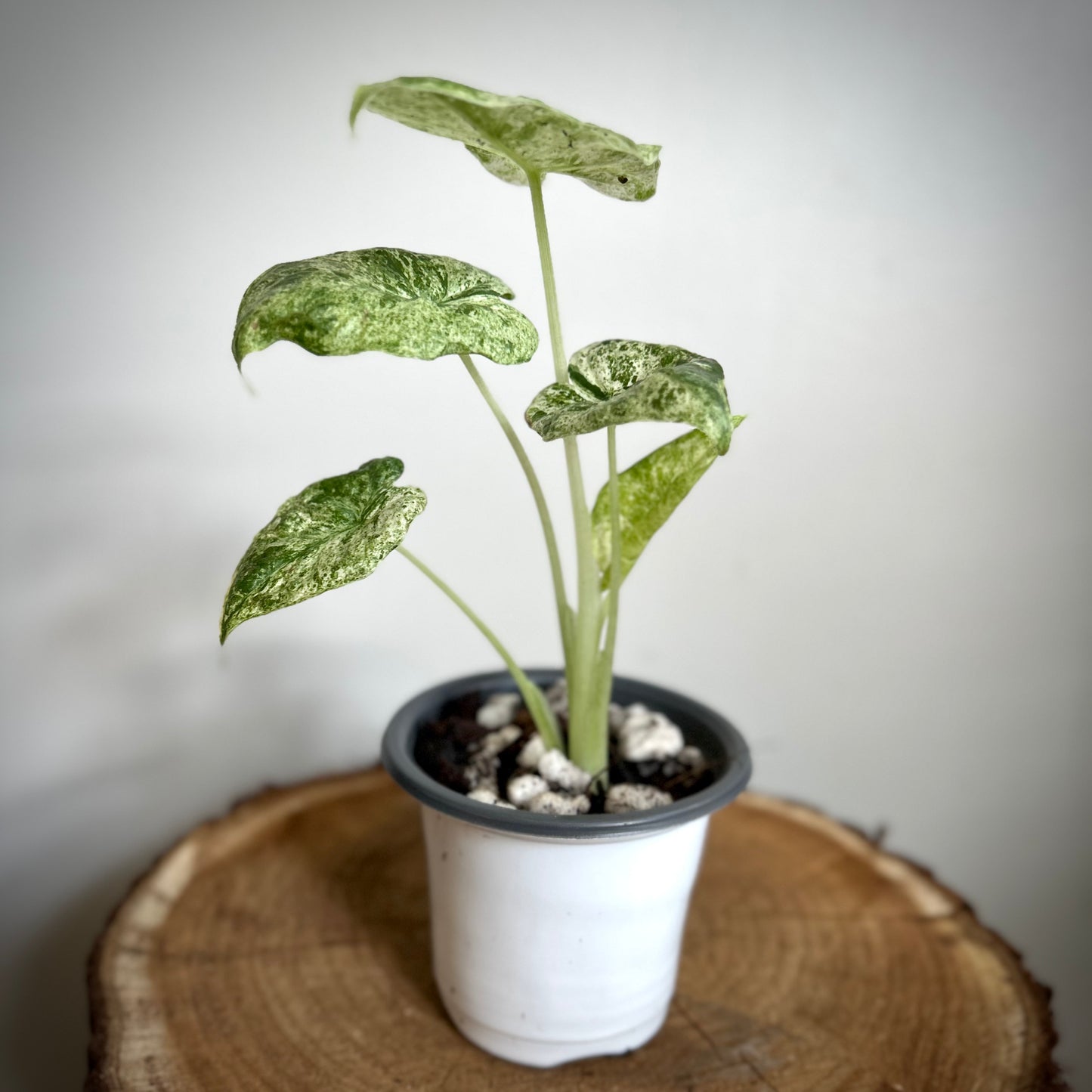 Alocasia Odora Batik Variegata