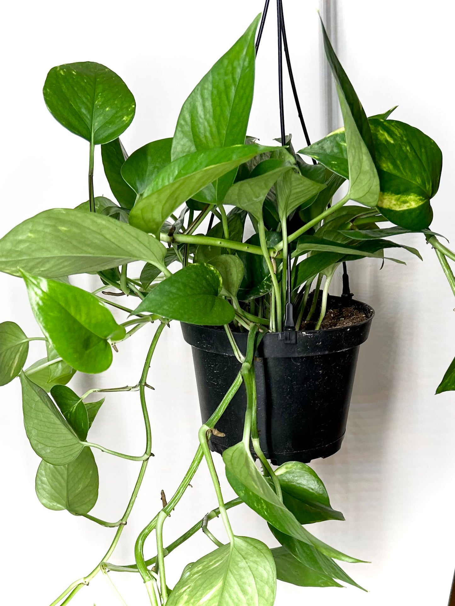 Golden Pothos