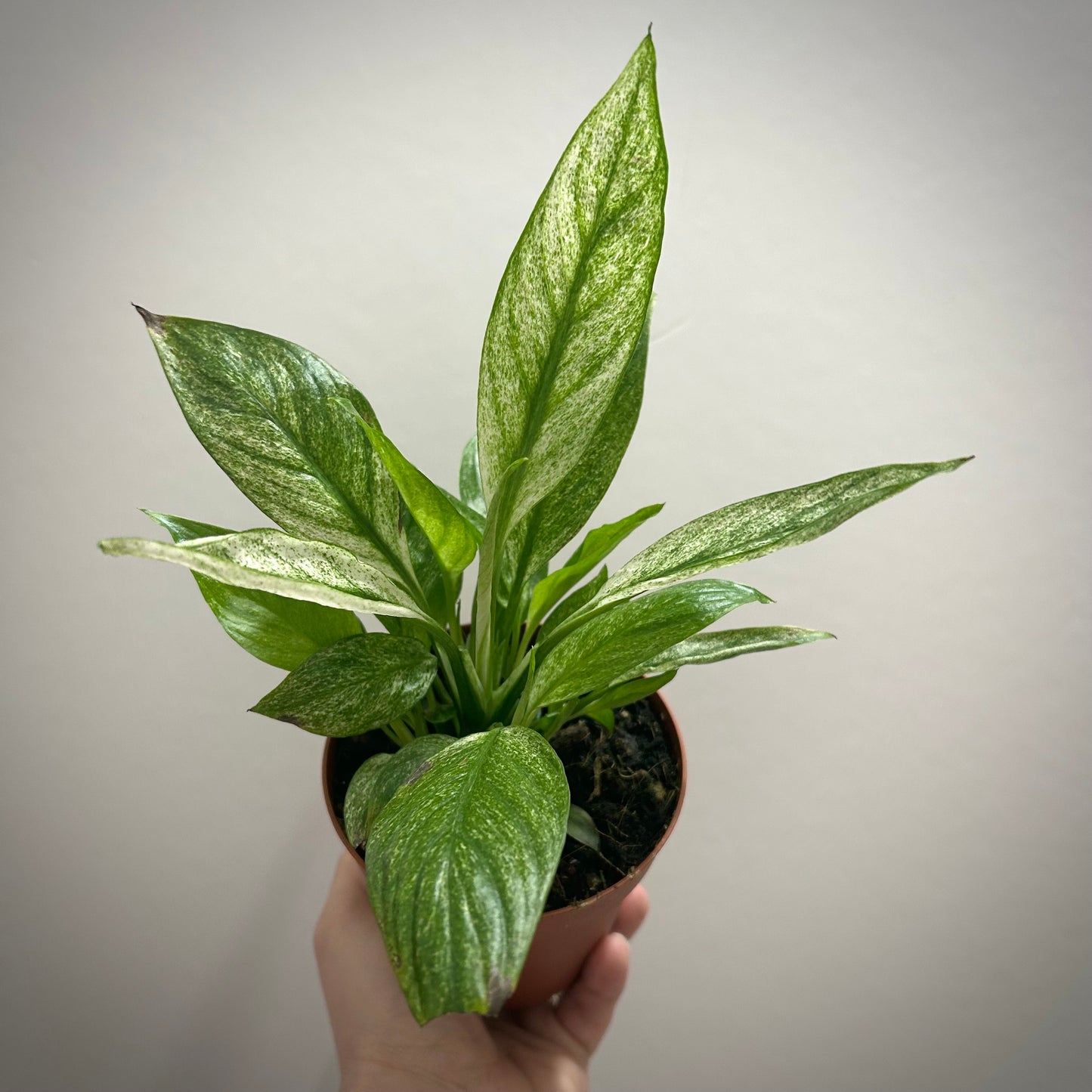 Peace Lily 'Mojito' Variegated