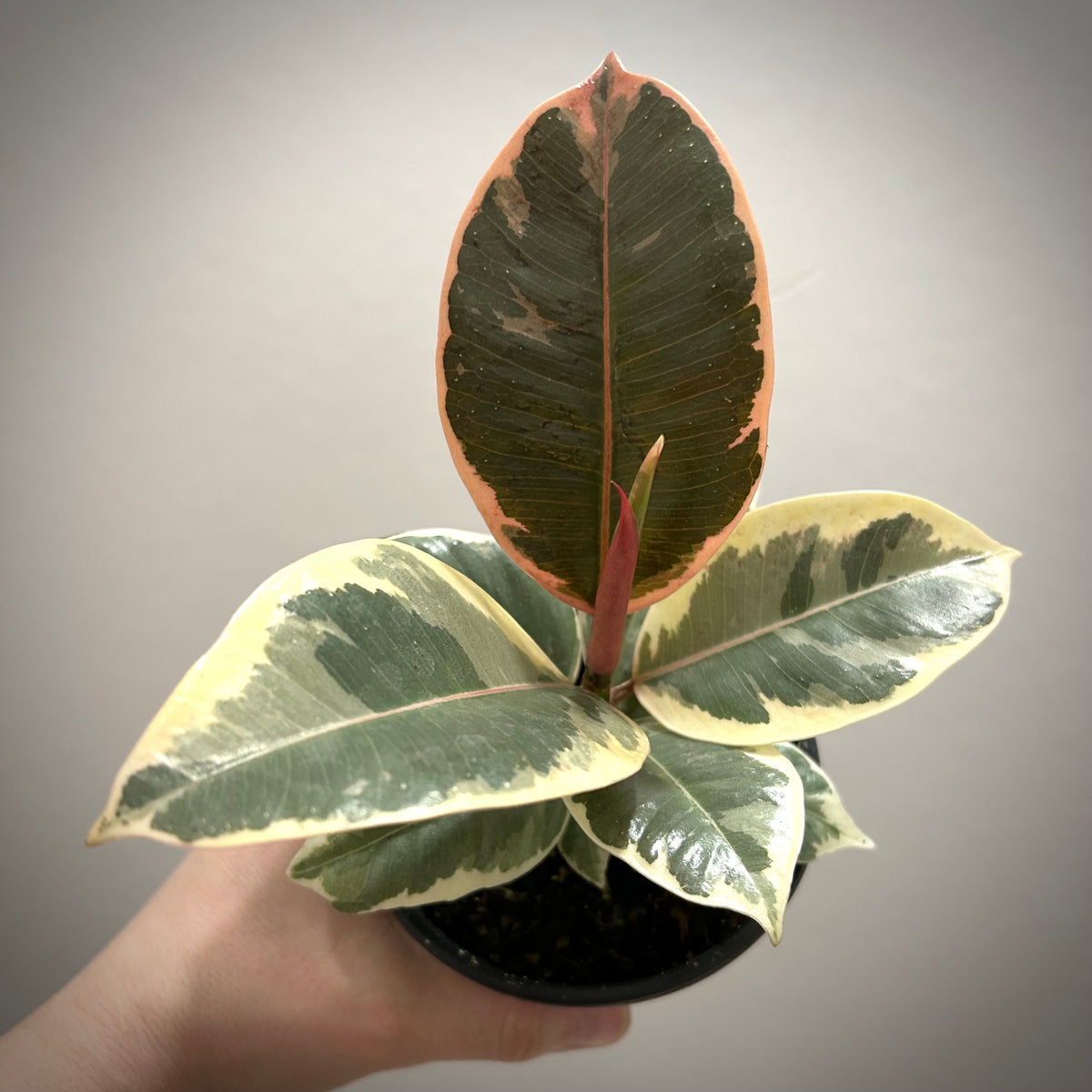 Ficus Robusta Tineke