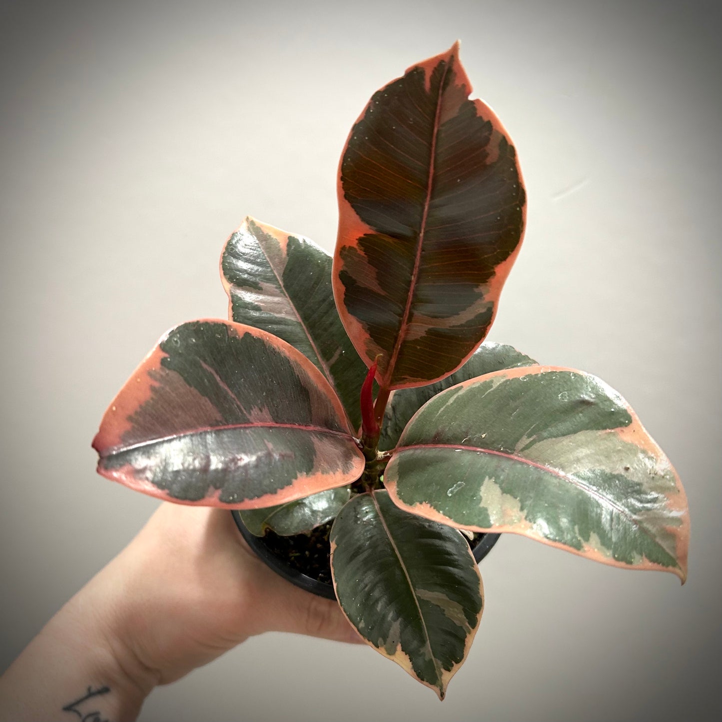 Ficus Elastica Ruby