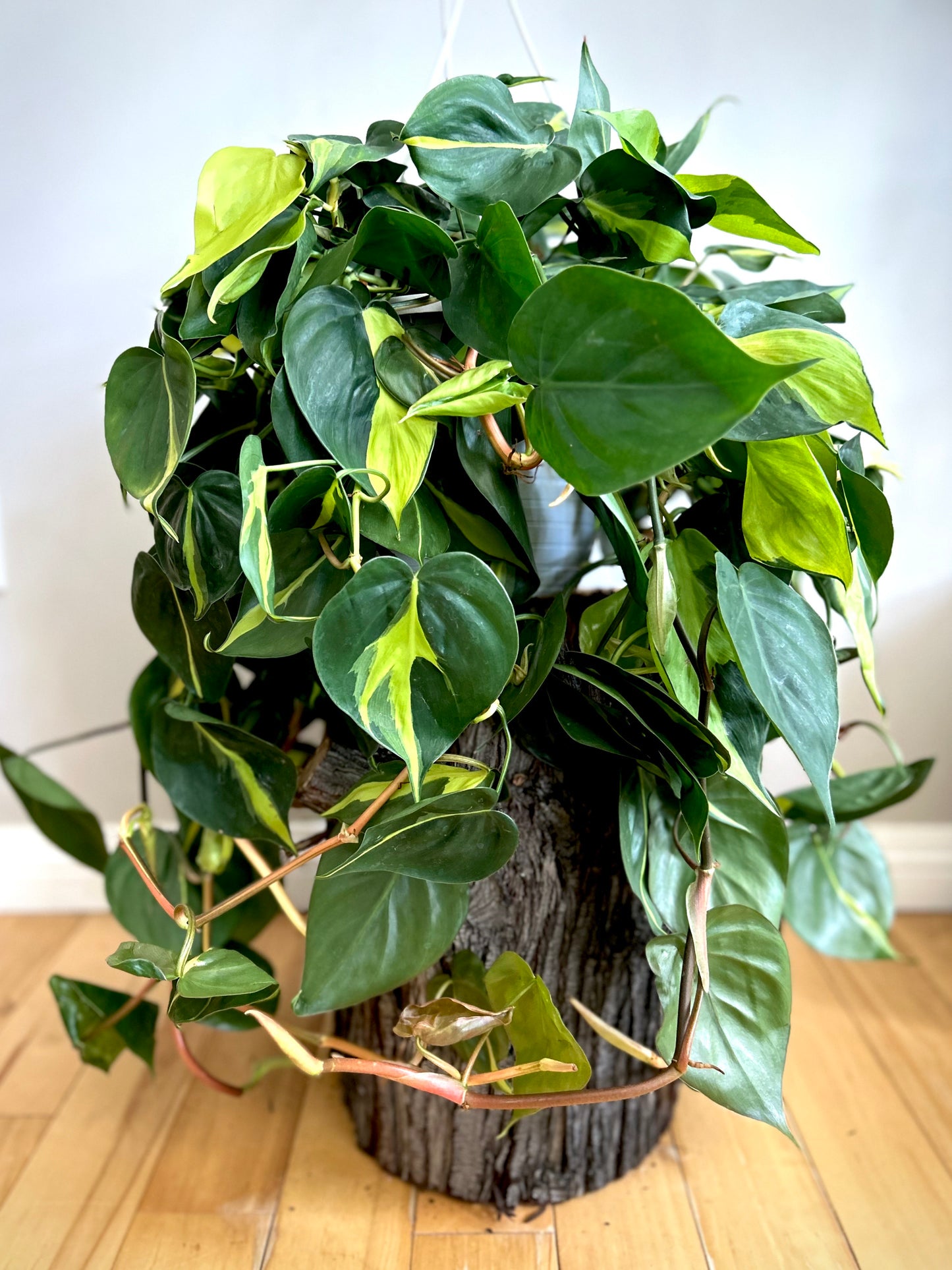 Philodendron 'Brasil'