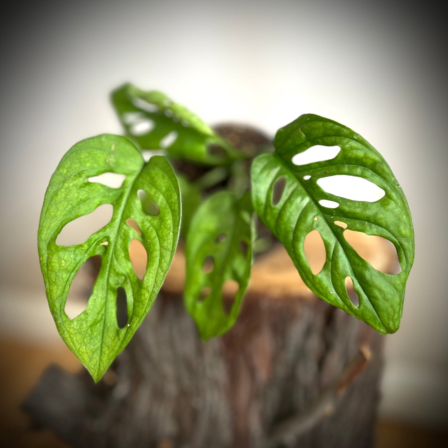 Monstera Adansonii "Monkey Mask Plant"