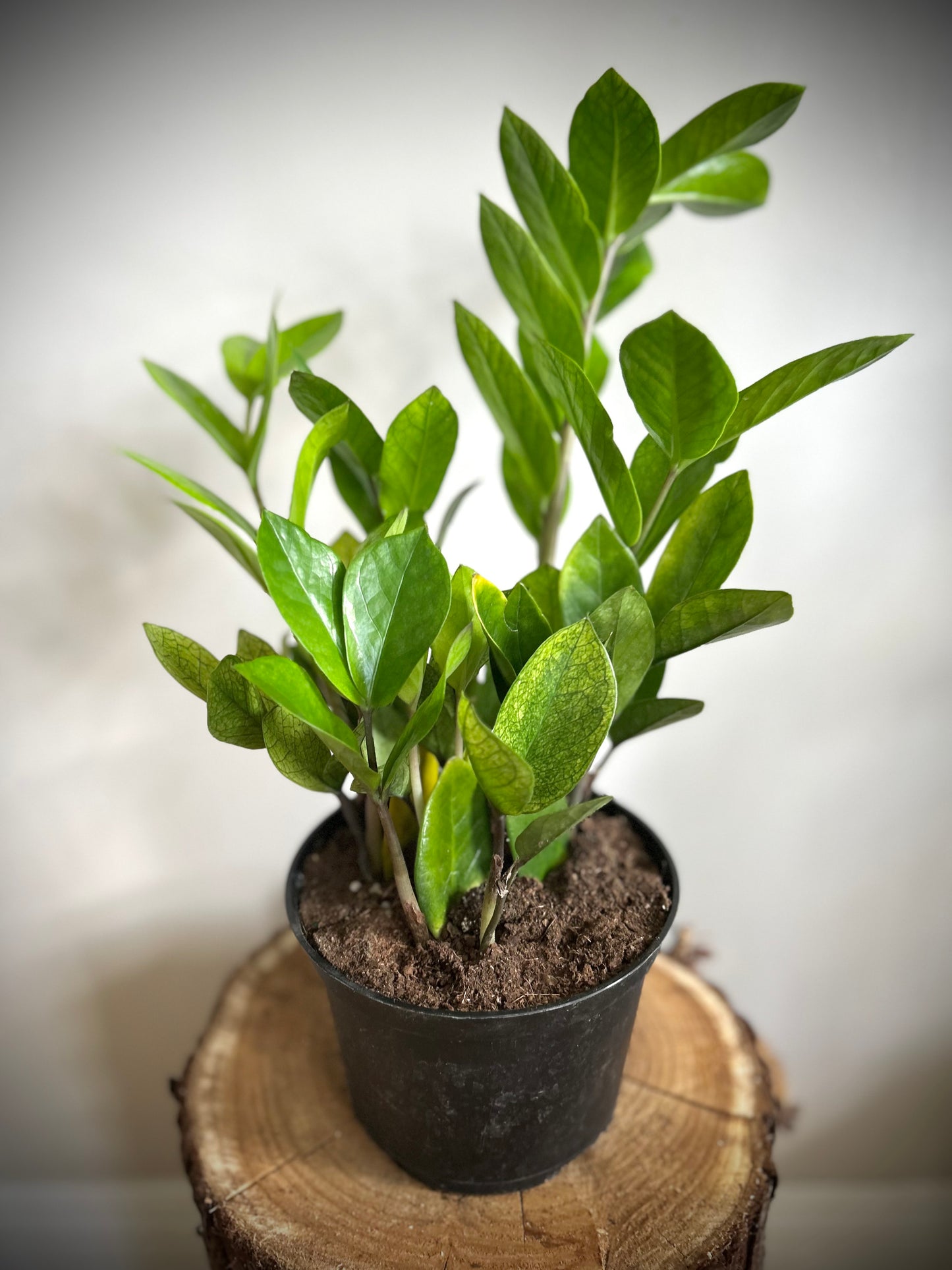 ZZ Chameleon (Zamioculcas Zamiifolia)