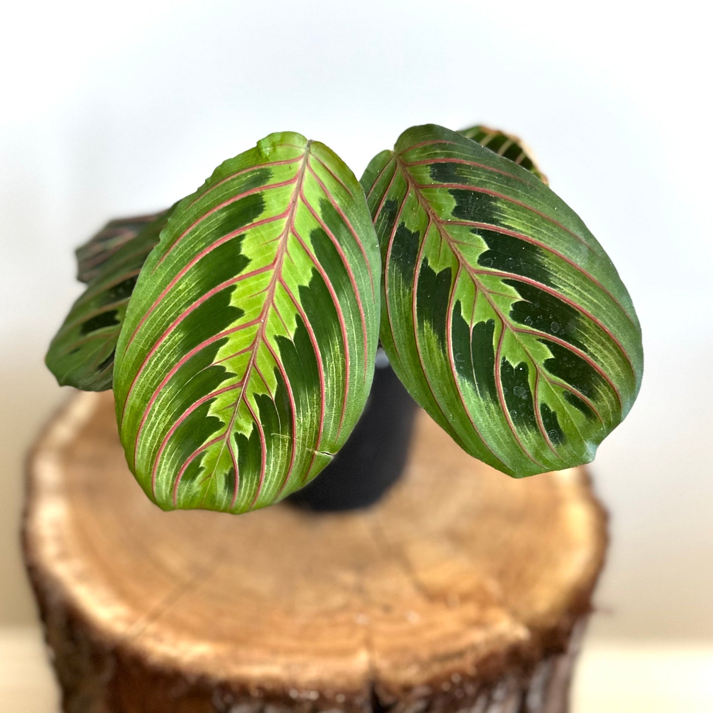 Maranta leuconeura (Prayer Plant) ‘Red Stripe’