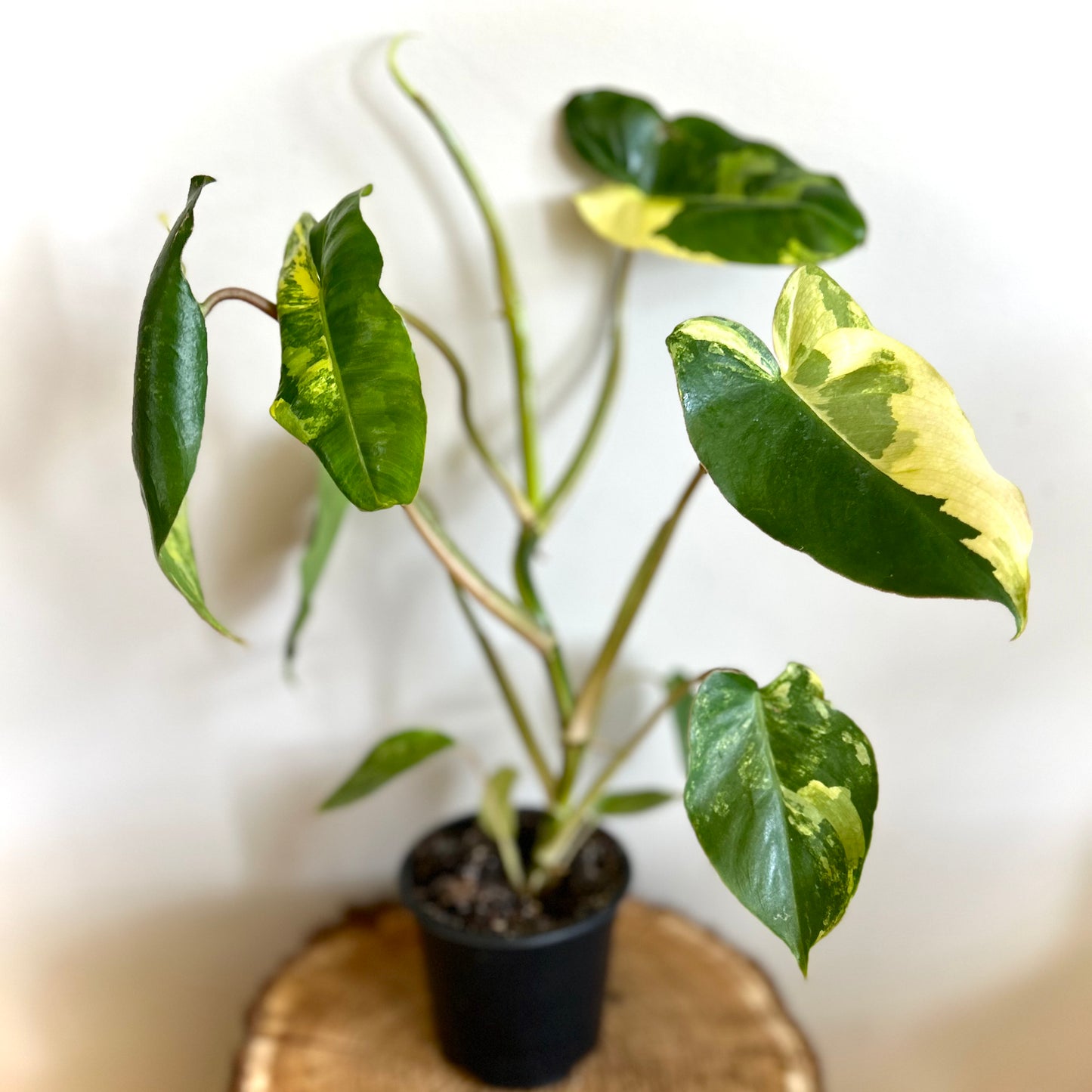 Philodendron Burle Marx Variegata