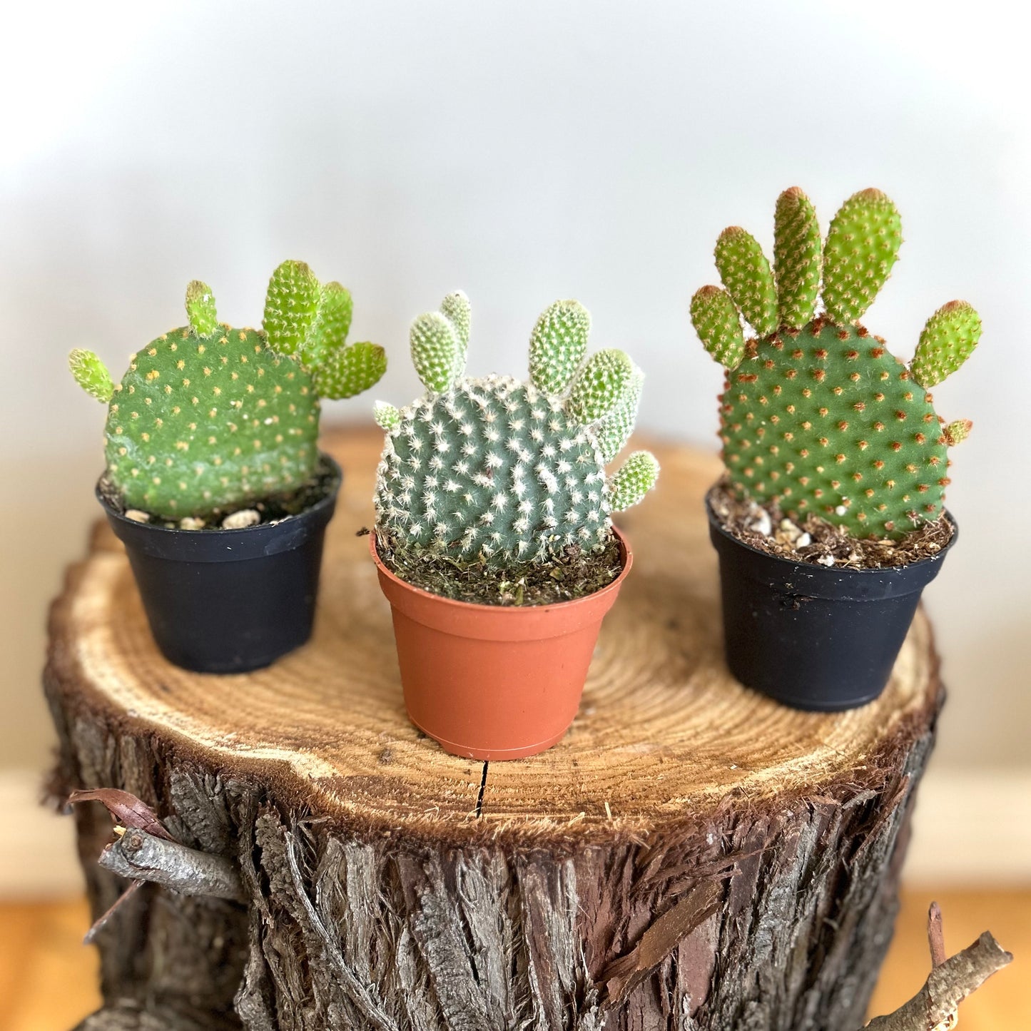 Cactus Opuntia Assorted - 'Prickly Pear'