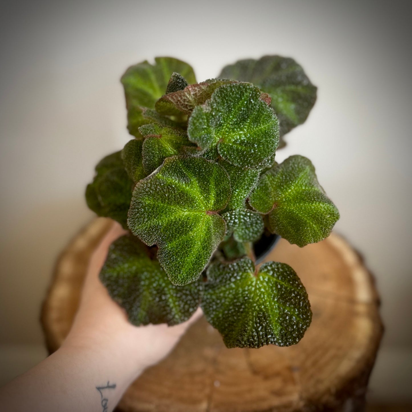 Begonia Soli-Mutata