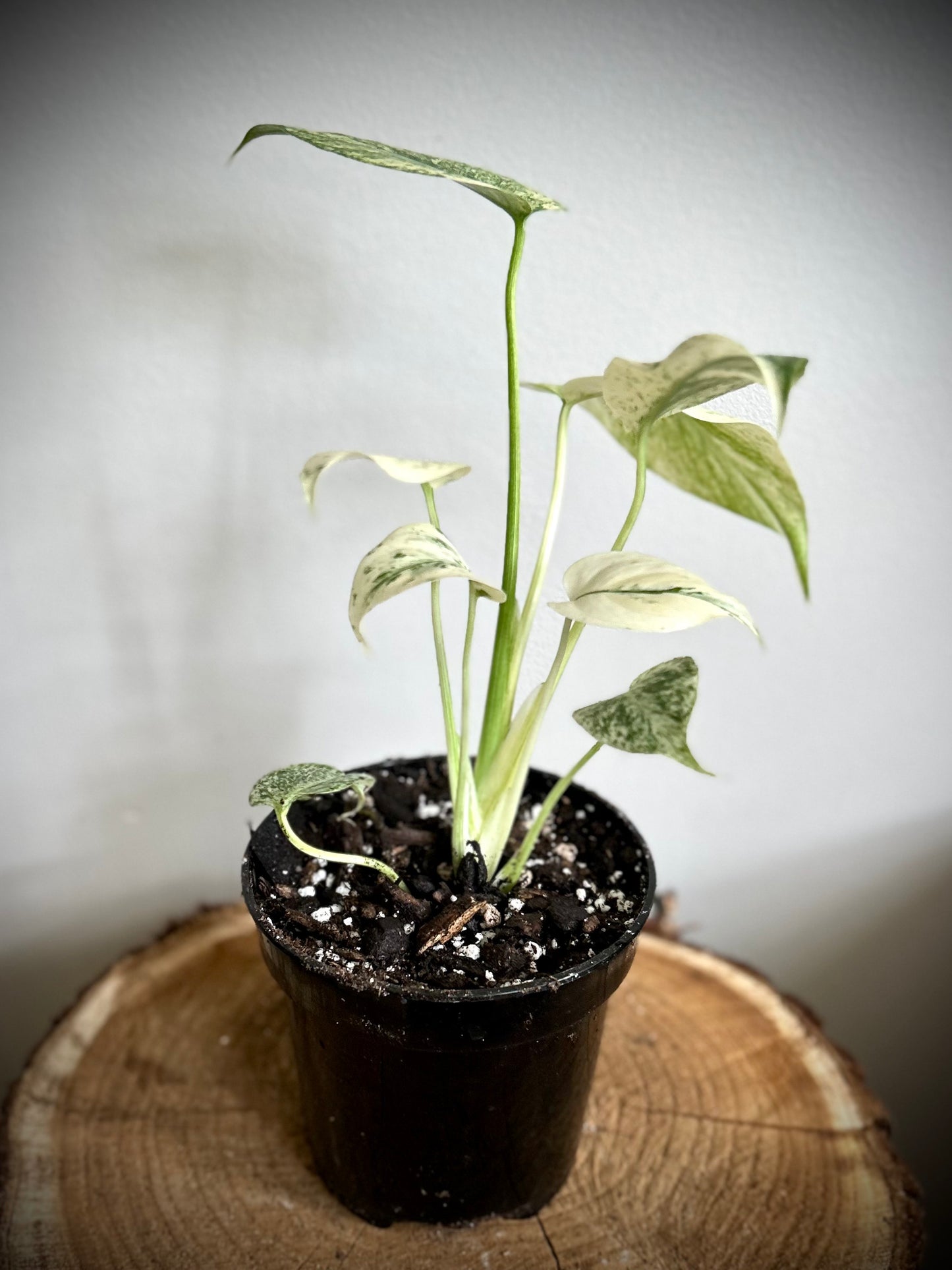 Monstera Deliciosa 'Mint'