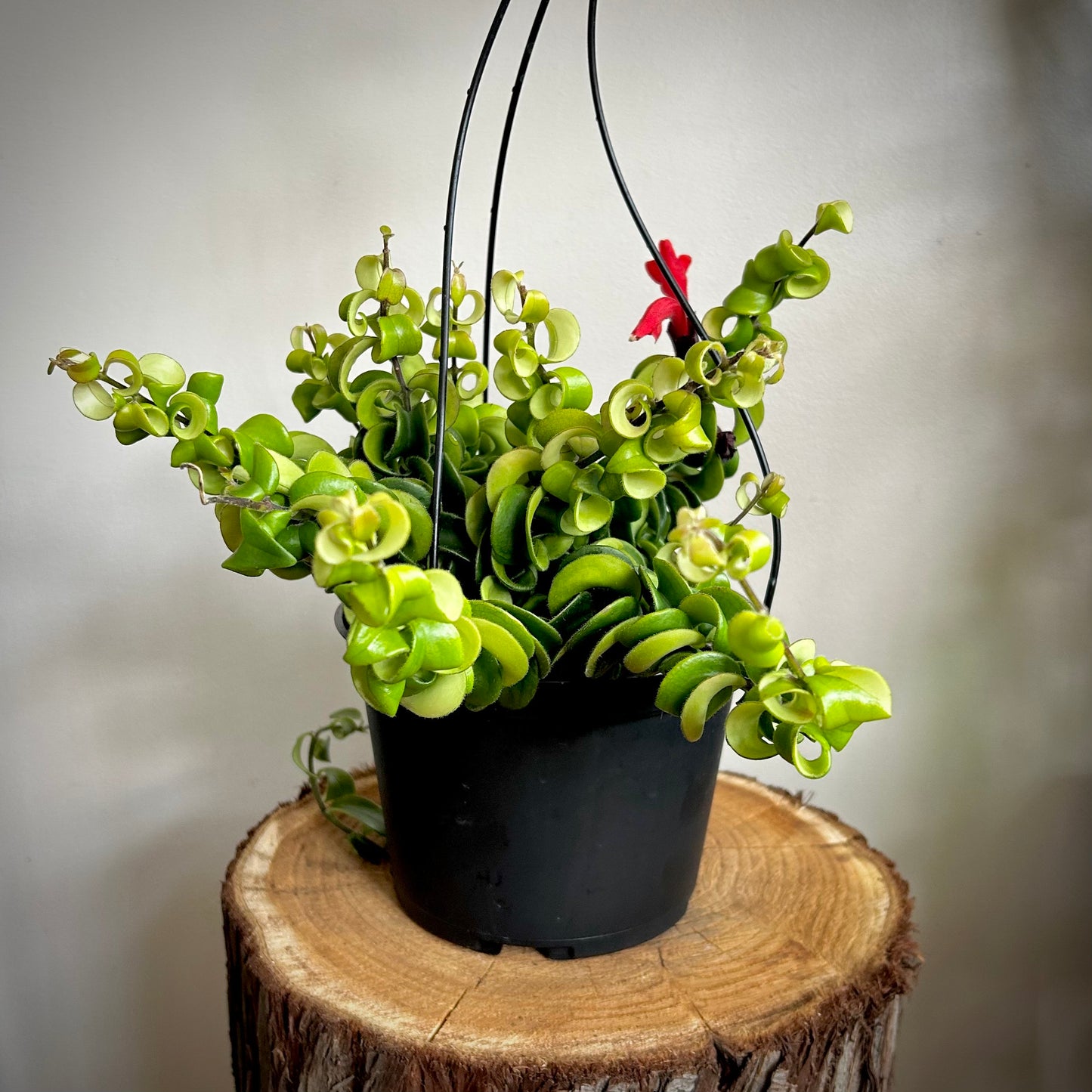 Lipstick Plant 'Rasta'