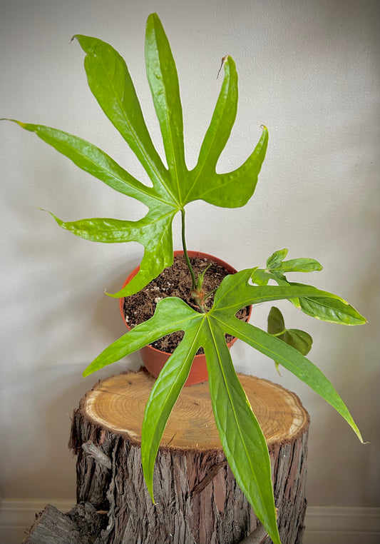 Anthurium Pedatoradiatum 'Fingers'