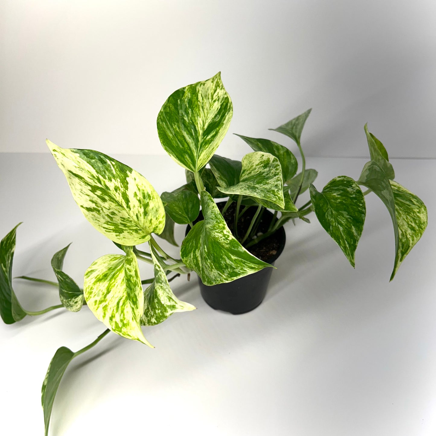 Marble Queen Pothos (Epipremnum Aureum 'Marble Queen')