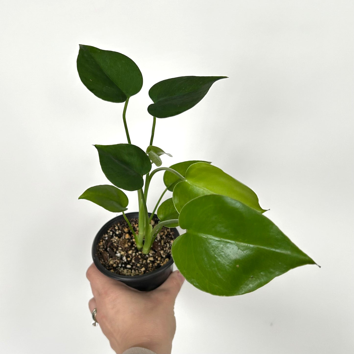 Monstera Deliciosa