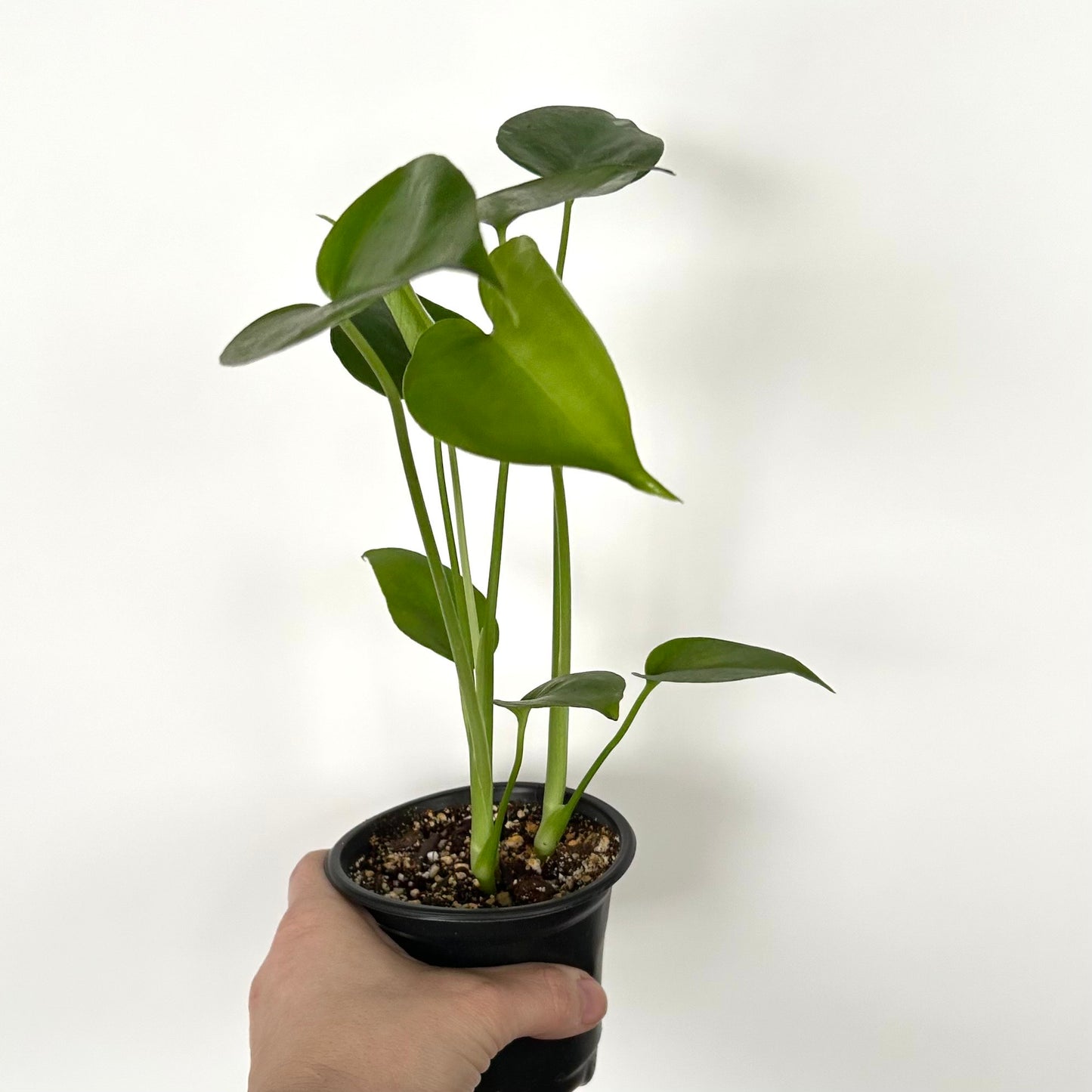 Monstera Deliciosa