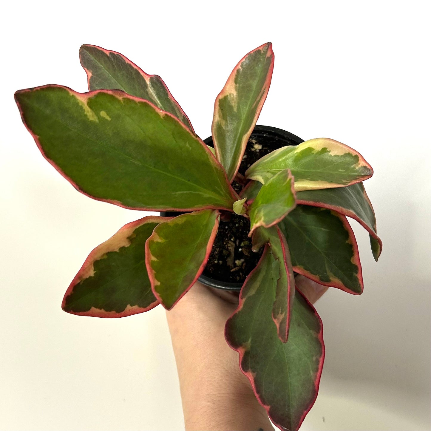 Peperomia Clusiifolia "Ginny" / Rainbow Peperomia