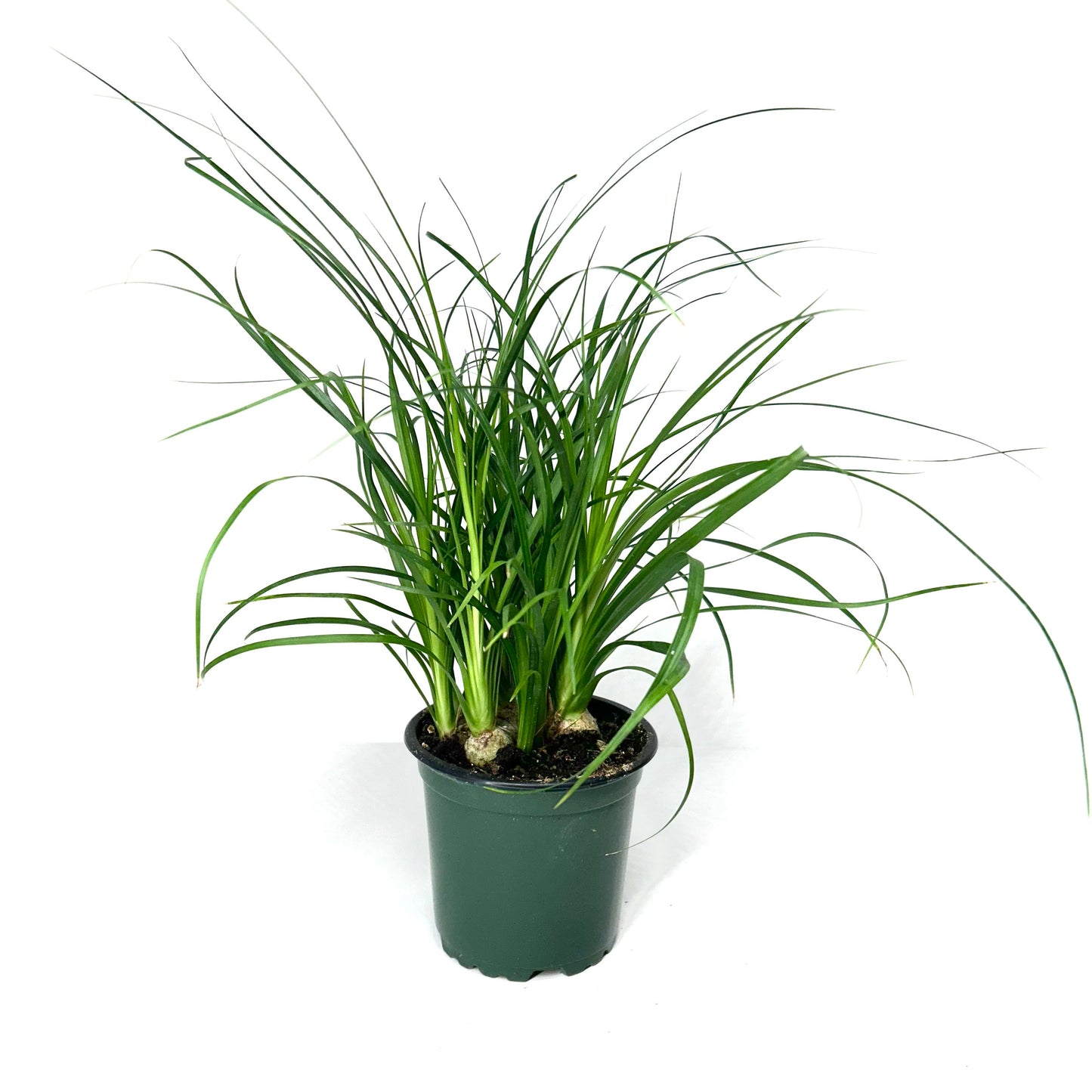 Ponytail Palm - Beaucarnea Recurvata