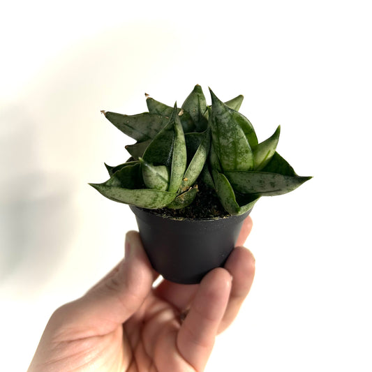 Sansevieria Boncel Dwarf (Starfish Snake Plant)