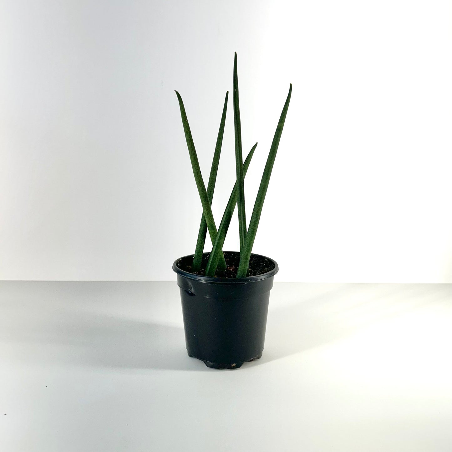 Sansevieria Fernwood (Fernwood Snake Plant)