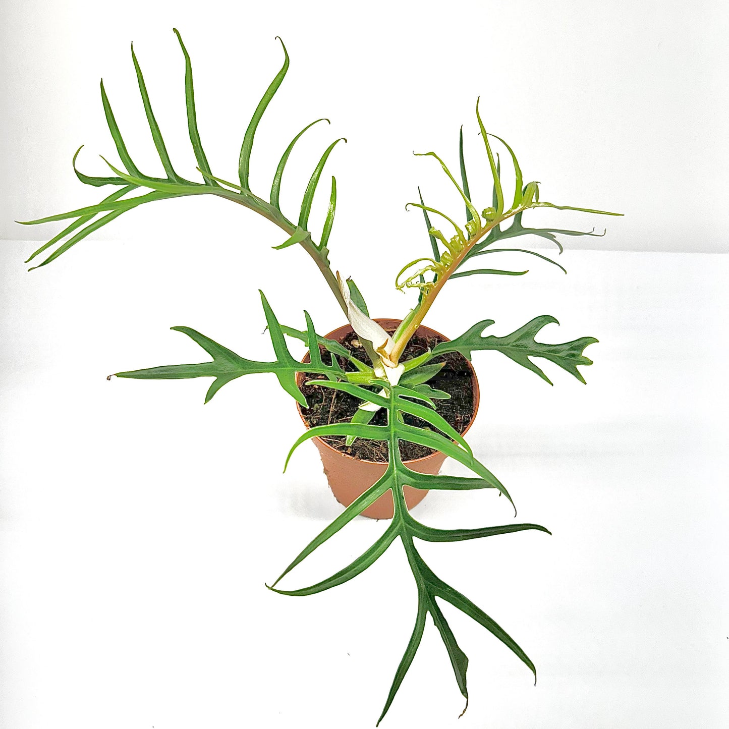 Philodendron Tortum
