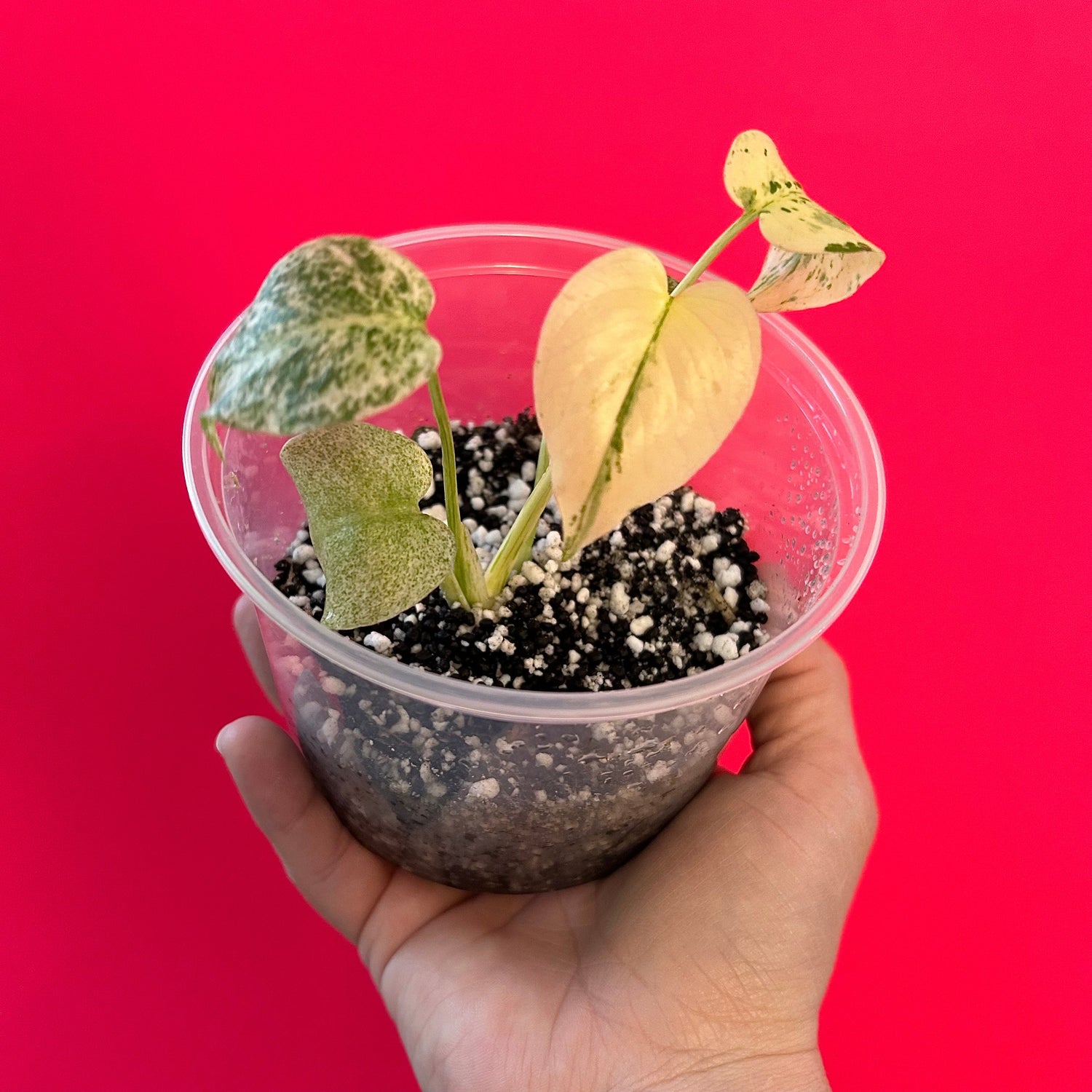 Rare and Uncommon Plants