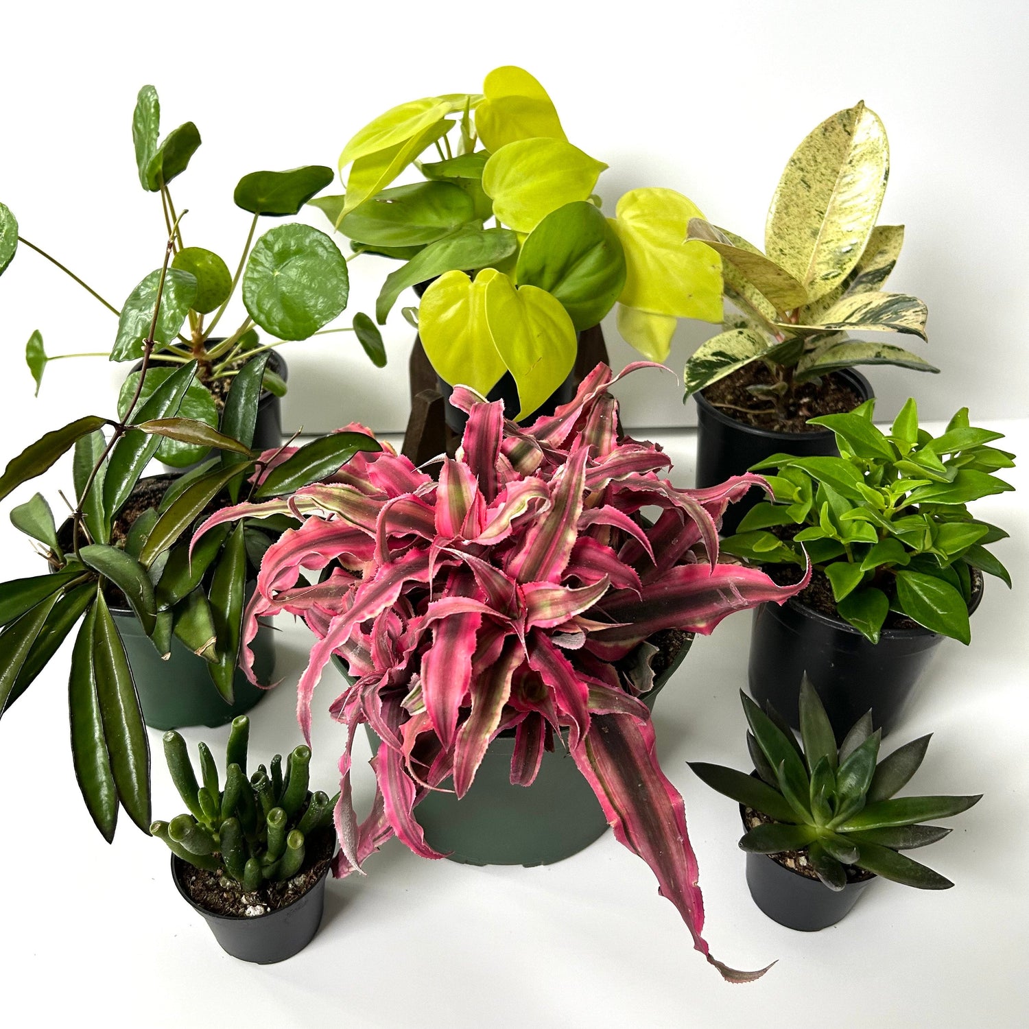 Plants