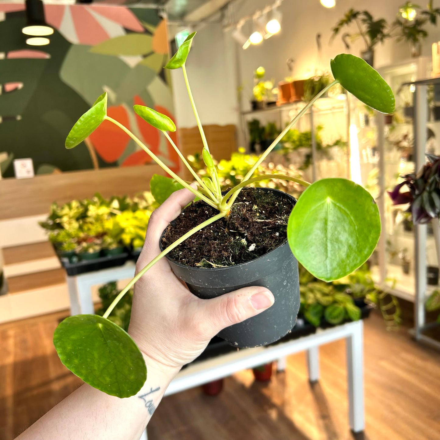 Pilea Peperomioides / Chinese Money Plant / UFO Plant