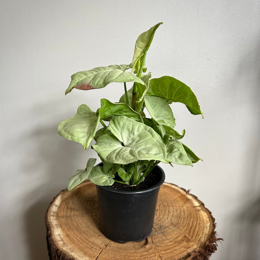 Syngonium podophyllum 'Confetti' (Arrowhead Vine)