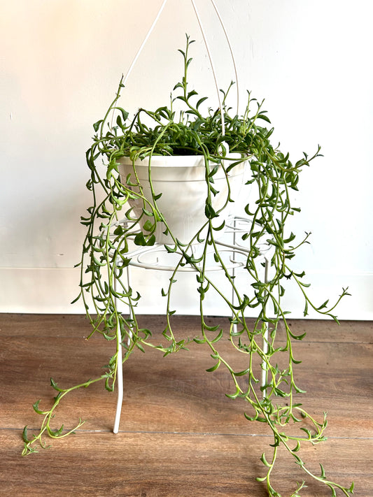 String of Dolphins (Senecio peregrinus)