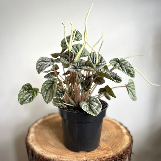 Peperomia Ripple (Peperomia caperata)