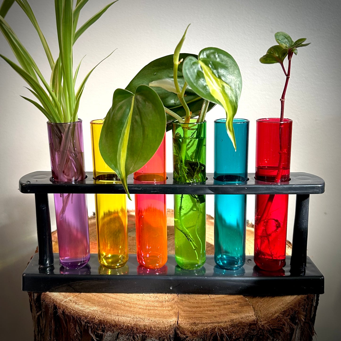 Rainbow Propagation Station