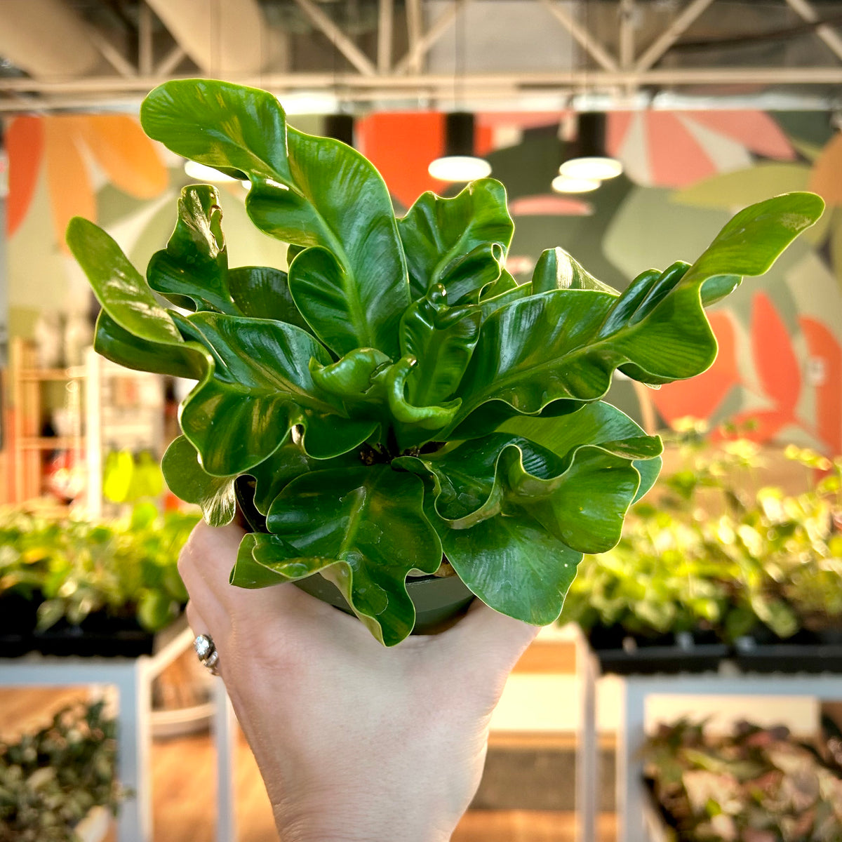 Cobra Fern (Asplenium nidus ‘Cobra’)