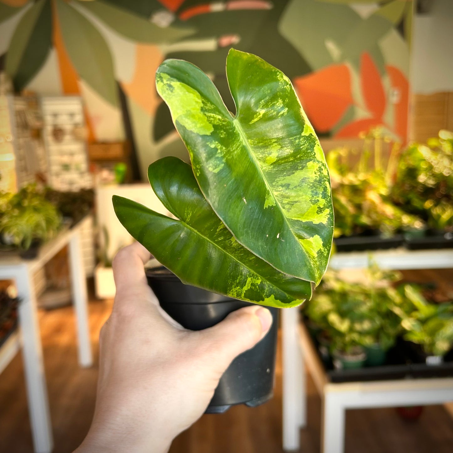 Philodendron Burle Marx Variegata - Rooted cuttings, new growth