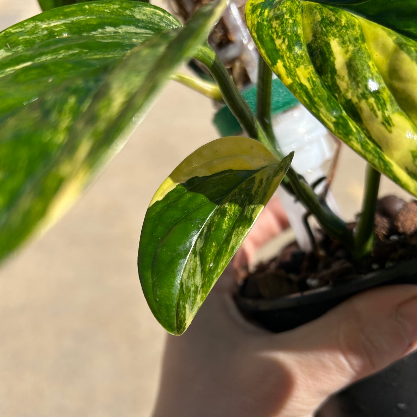 Monstera Peru Variegated (Monstera karstenianum variegata) - Exact Plant A