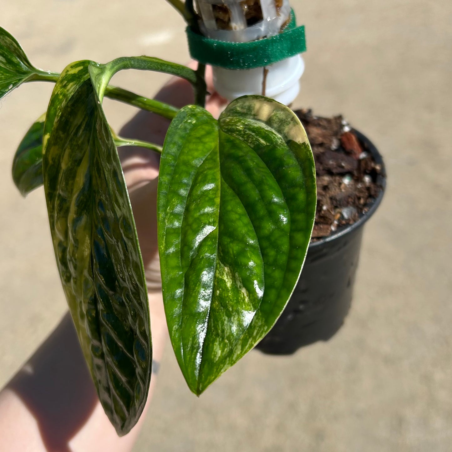 Monstera Peru Variegated (Monstera karstenianum variegata) - Exact Plant A