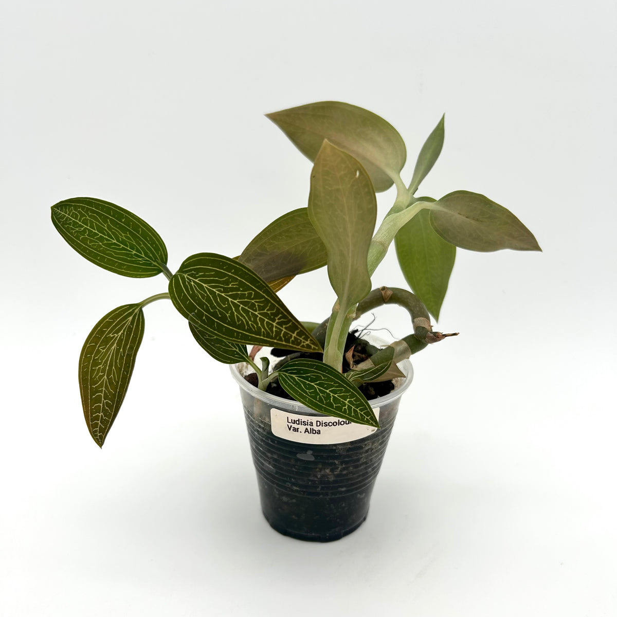Ludisia Discolour Var. Alba (Jewel Orchid) - Exact Plant