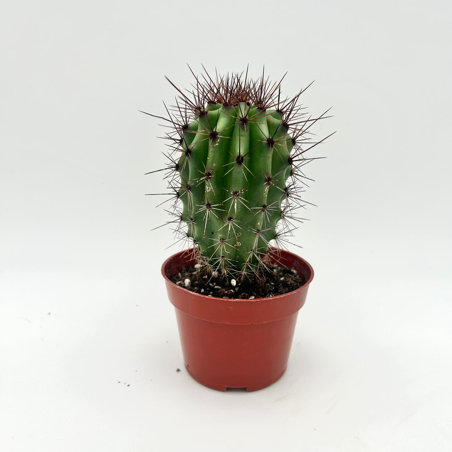 Organ Pipe Cactus (Stenocereus thurberi)