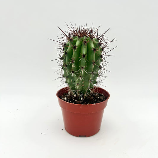 Organ Pipe Cactus (Stenocereus thurberi)