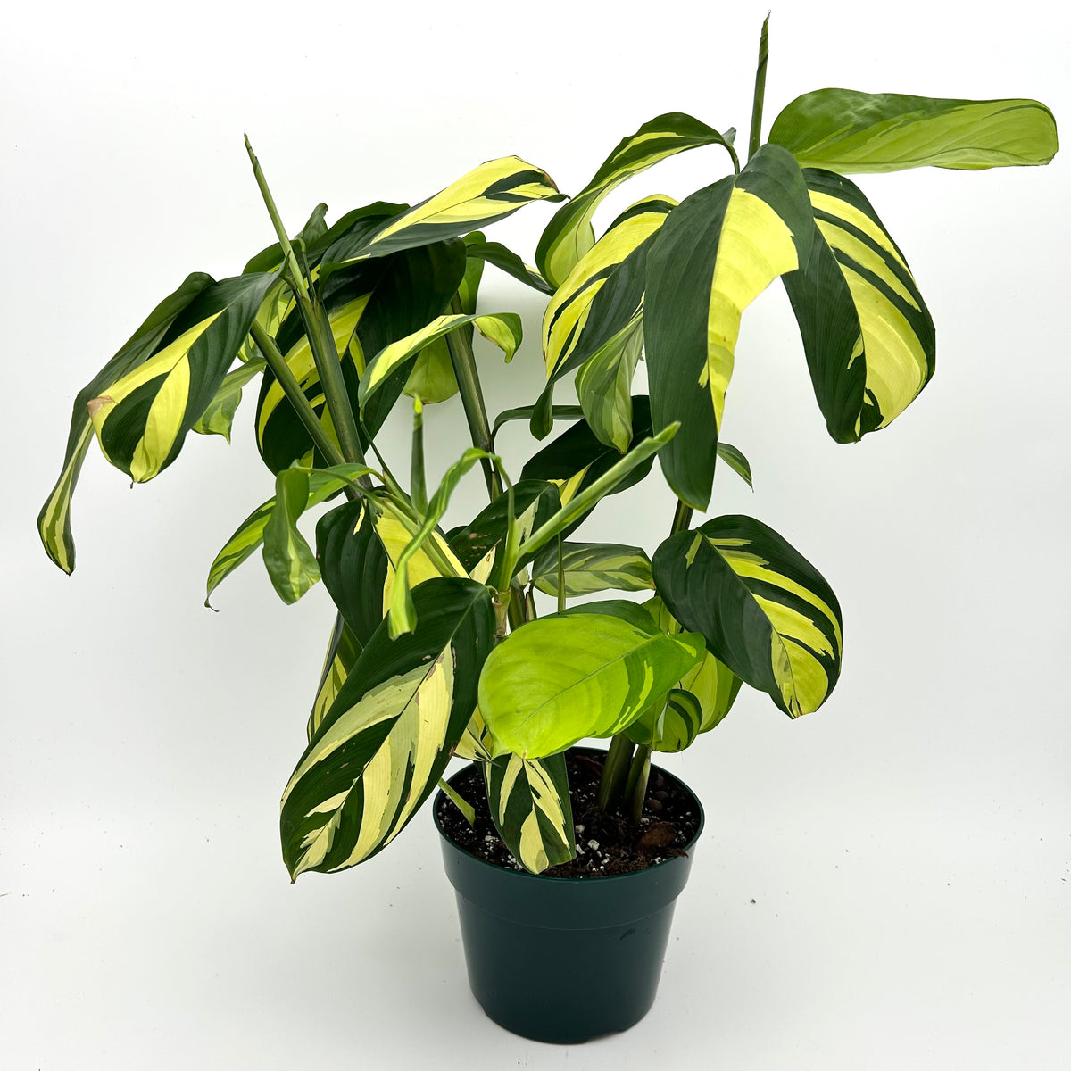 Ctenanthe Lubbersiana 'Golden Mosaic'