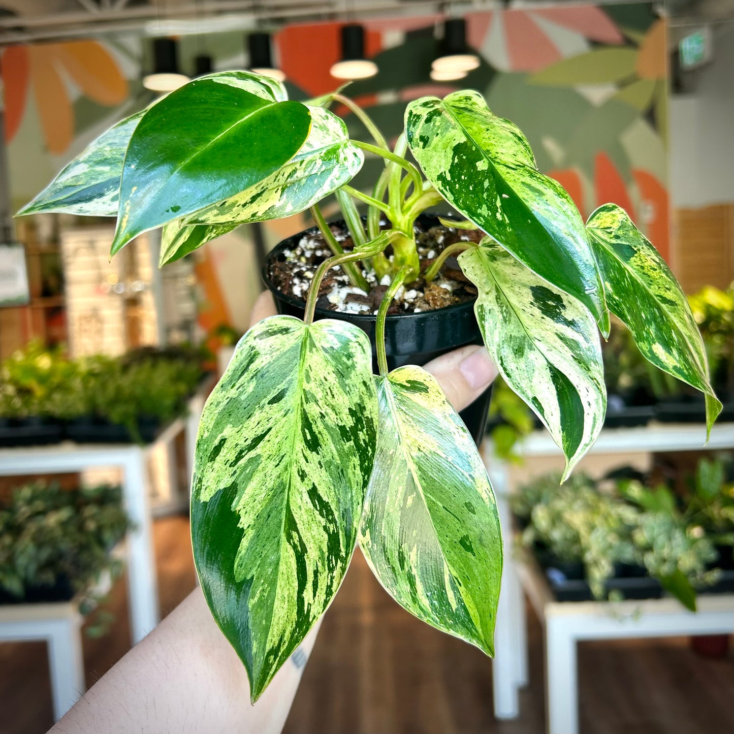 Philodendron 'Emerald King' - Exact Plant