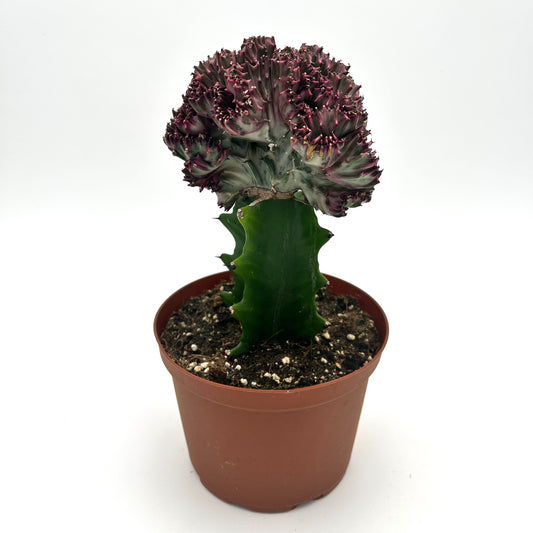 Euphorbia lactea 'Cristata' (pink, grafted)