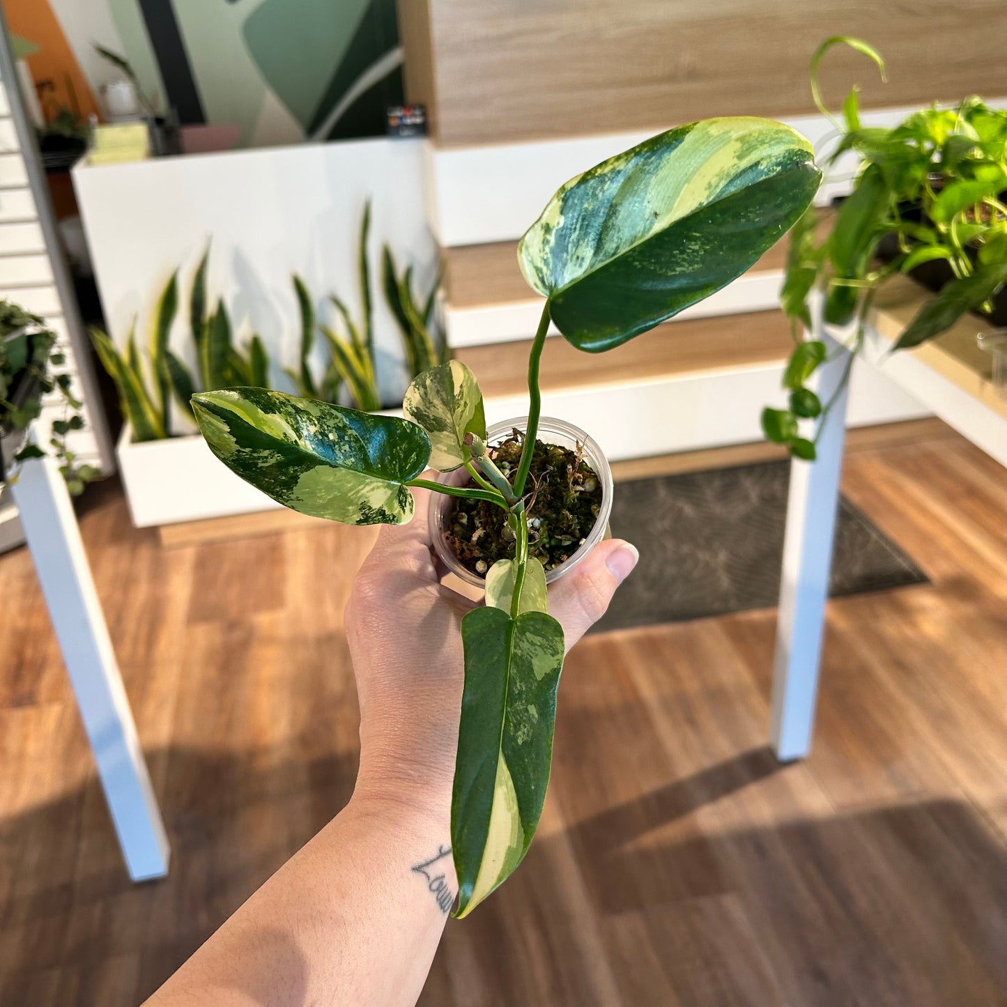 Philodendron 'Violin’ Variegated (Philodendron bipennifolium variegated) - Rooted bottom cutting, active node - Exact Plant