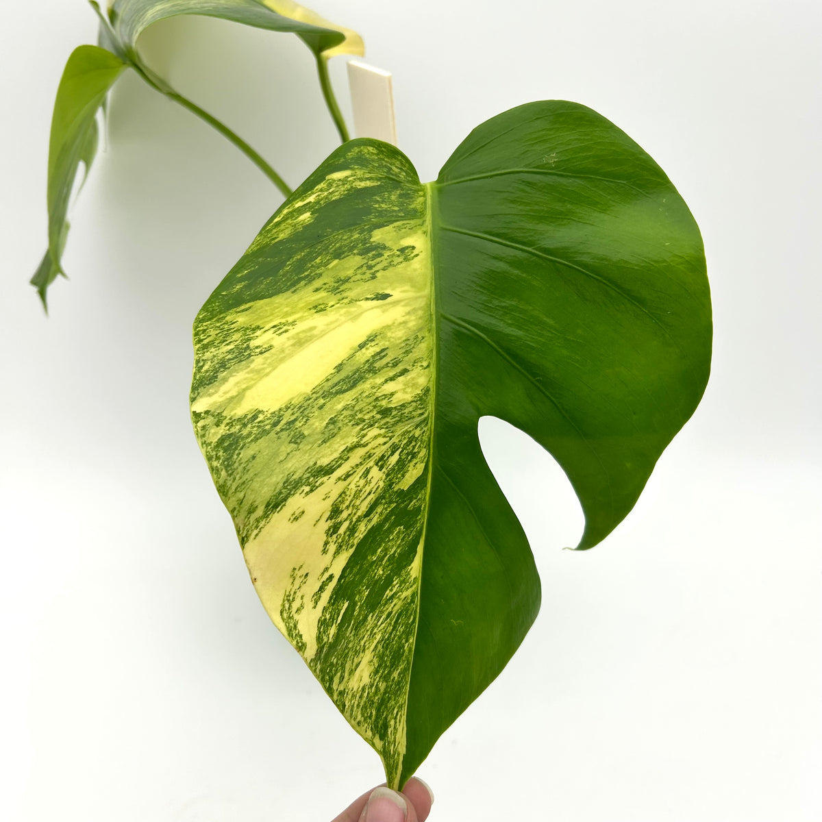 Monstera marmorata tricolor - Exact Plant