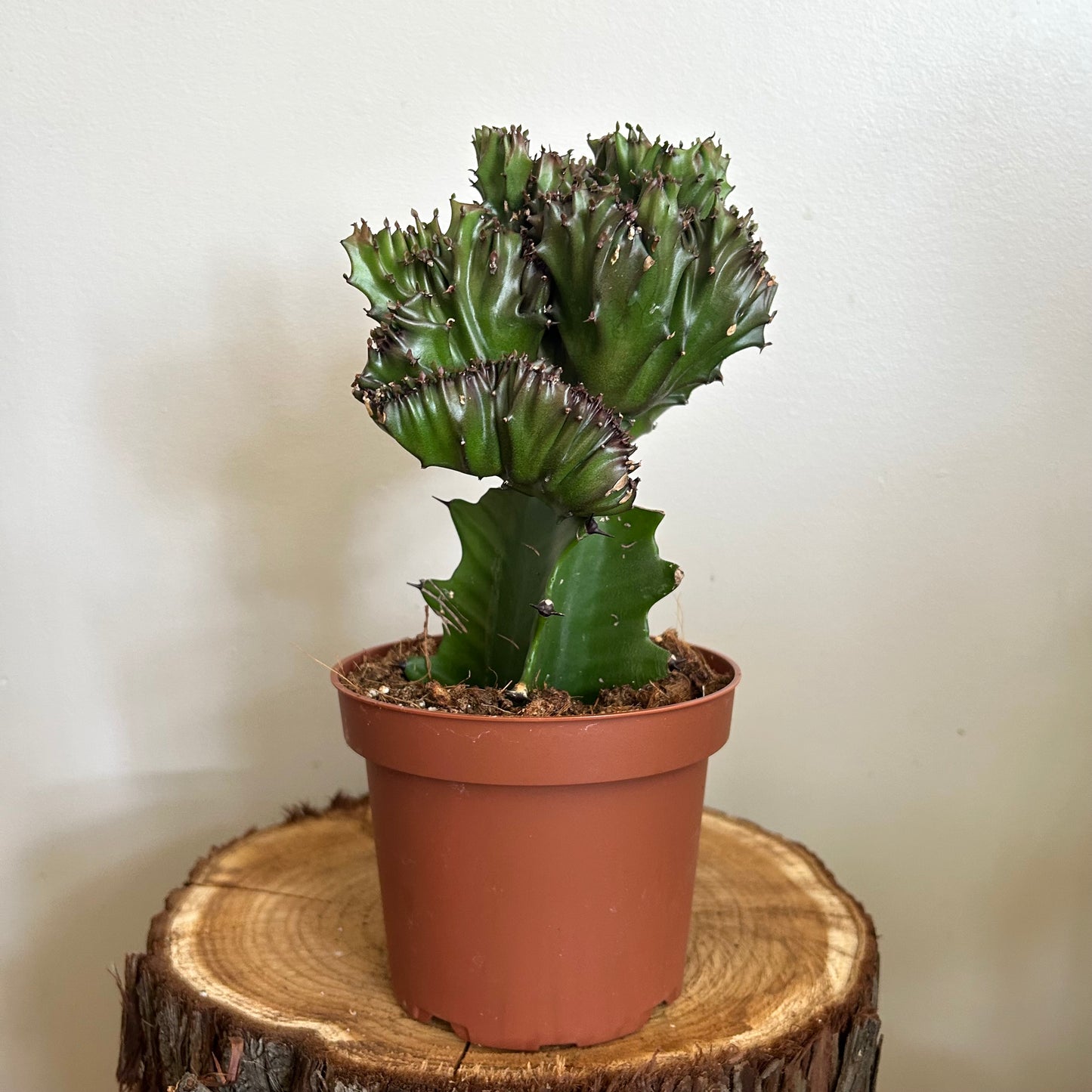 Euphorbia lactea 'Cristata' (green, grafted)