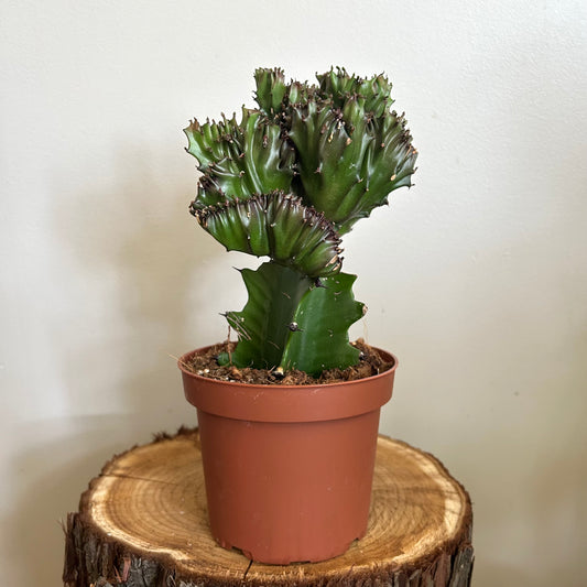 Euphorbia lactea 'Cristata' (green, grafted)