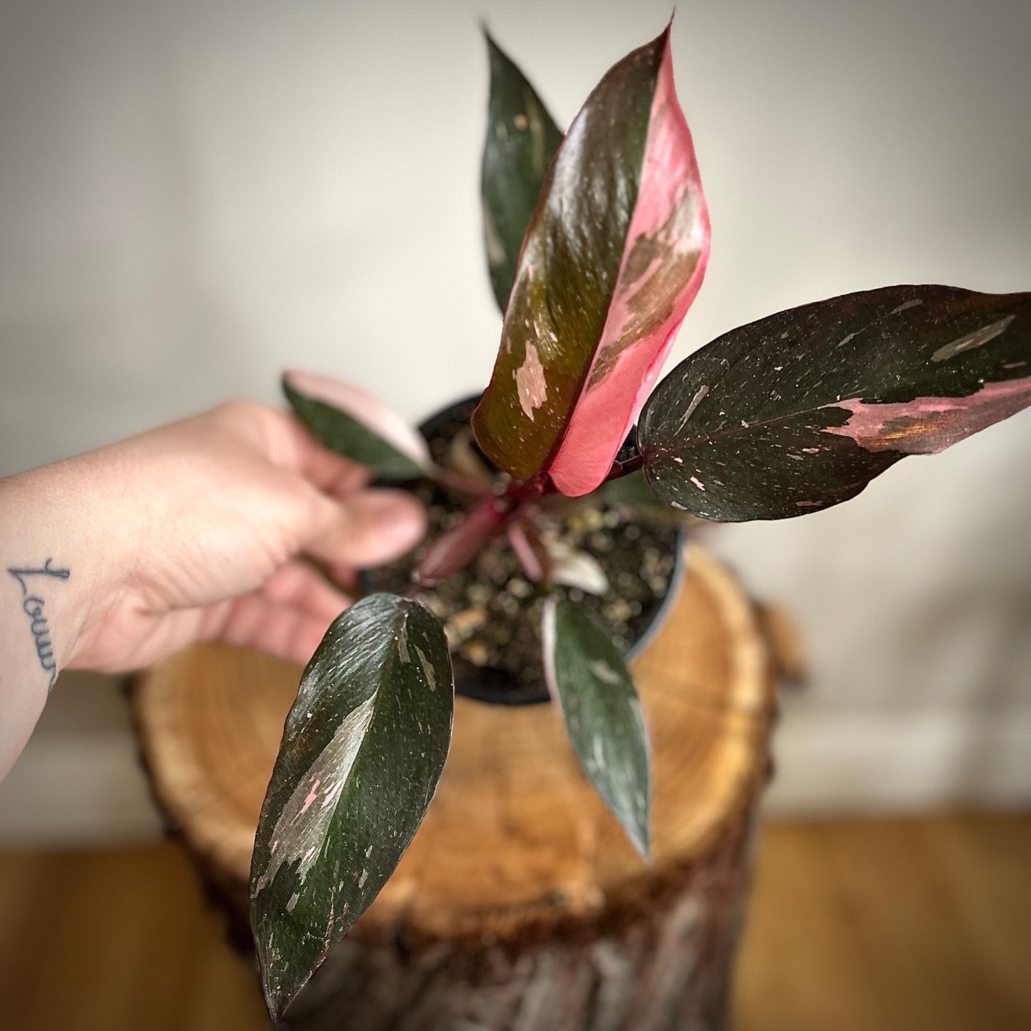 Philodendron Pink Princess